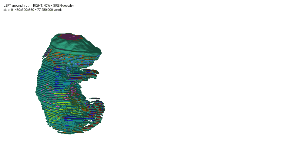 Virtual embryo growth simulation